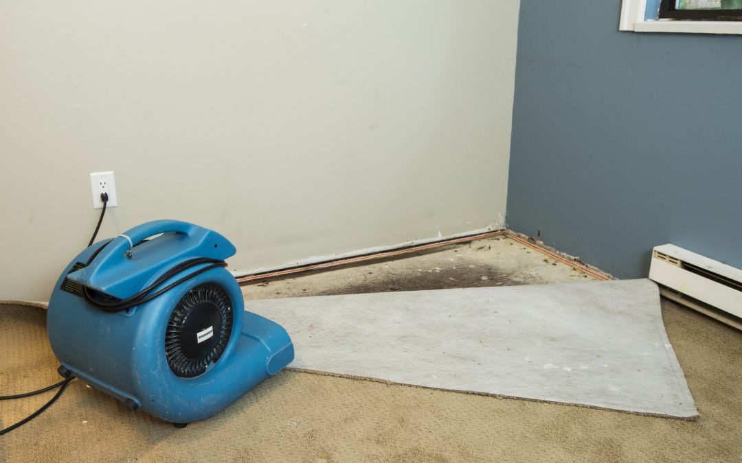 Mastering the Art of Water Removal: A Comprehensive Guide for Carpets