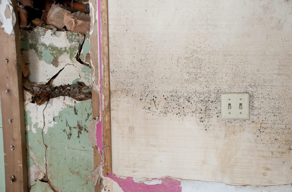 Mold vs. Mildew: The Differences & How to Handle Both