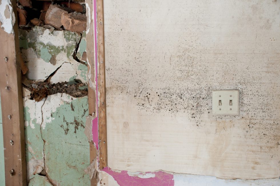Mold vs. Mildew The Difference & How to Treat Both FloodSERV