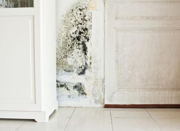 Types of Household Mold