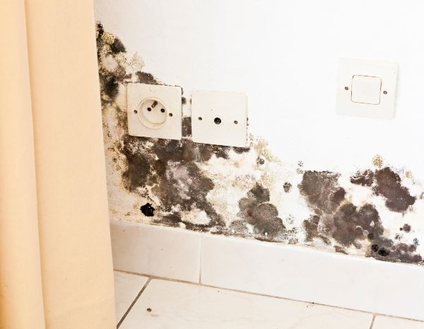How to Spot The 4 Main Signs of Mold