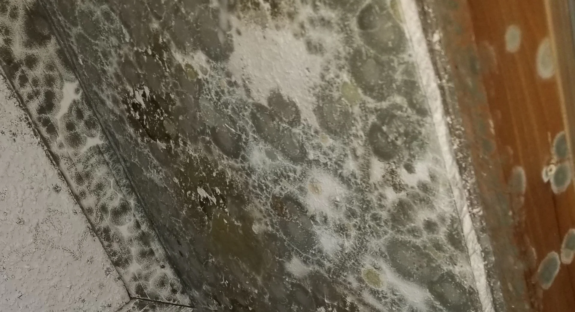 mold removal services
