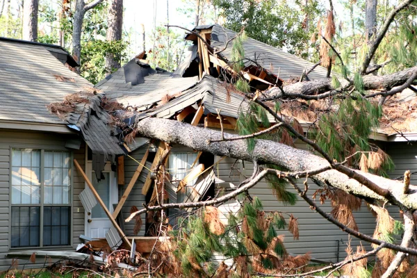 The Essential Guide to Tree Damage