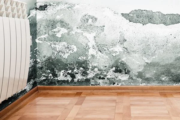 5 Essential Tips to Prevent and Manage Household Mold