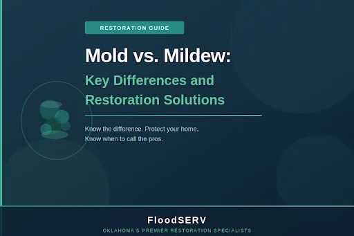 Understanding Mold vs Mildew